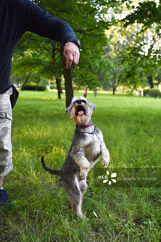 草地上正在喝水的中型灰色犬图片素材