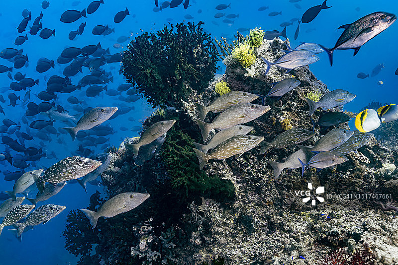 印度尼西亚西巴布亚特里顿湾鱼群涌动图片素材