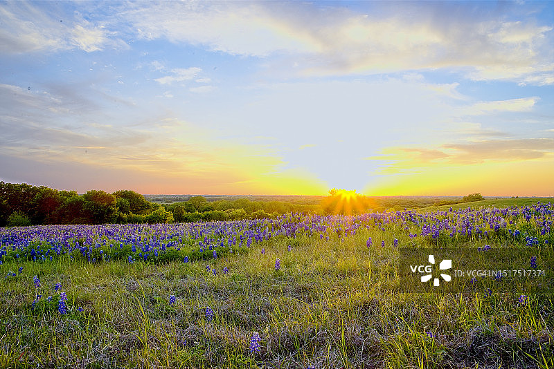 矢车菊的夕阳图片素材