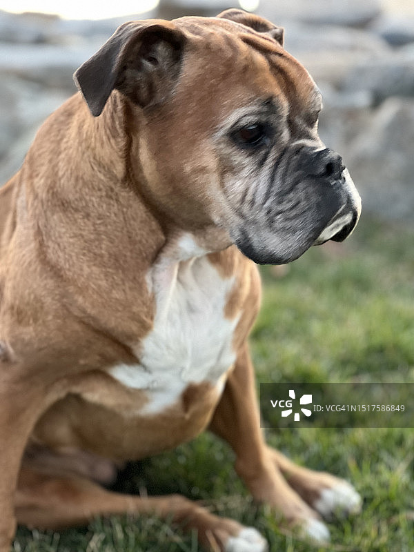 年长的拳师犬图片素材