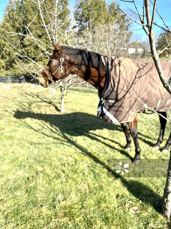 马在户外穿着毯子图片素材