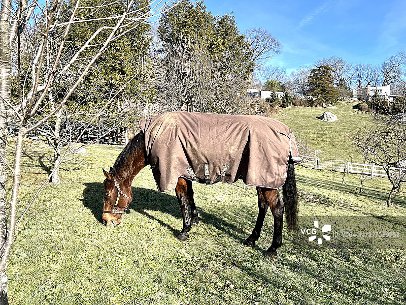 马在户外穿着毯子图片素材