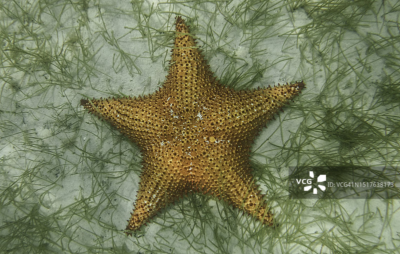 牙买加内格里尔海床上的海盘车图片素材