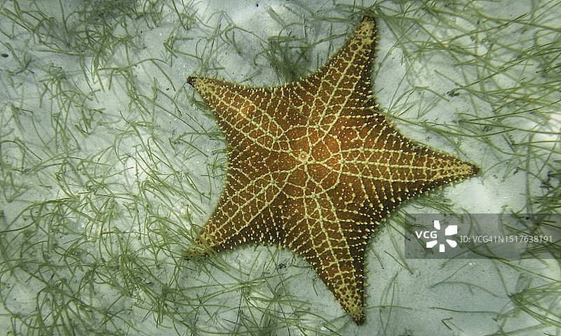 牙买加内格里尔海床上的海盘车图片素材