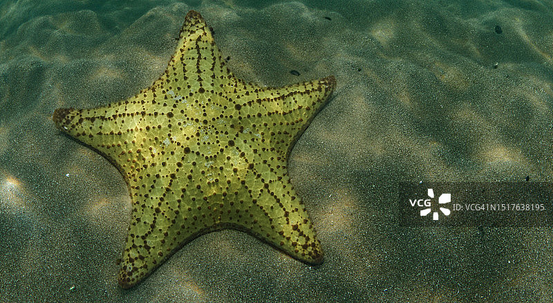 牙买加内格里尔海床上的海盘车图片素材