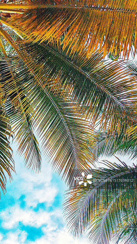 棕榈树叶图片素材