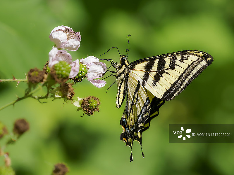 虎凤蝶采食黑莓花图片素材