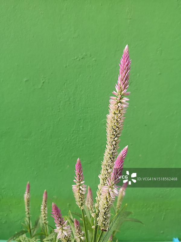 穗状鸡冠花：花园中绽放的白色、浅粉色至深粉色花束图片素材