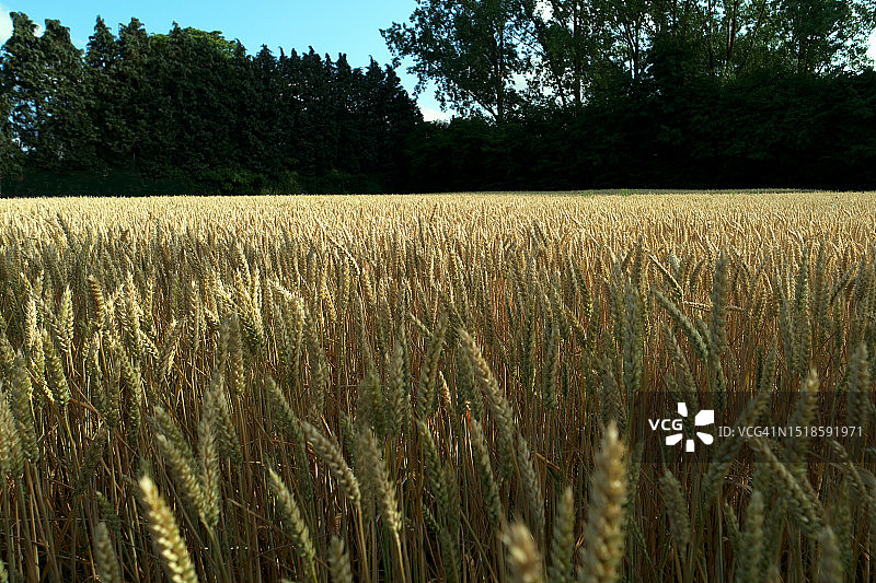 日落时分的小麦田图片素材