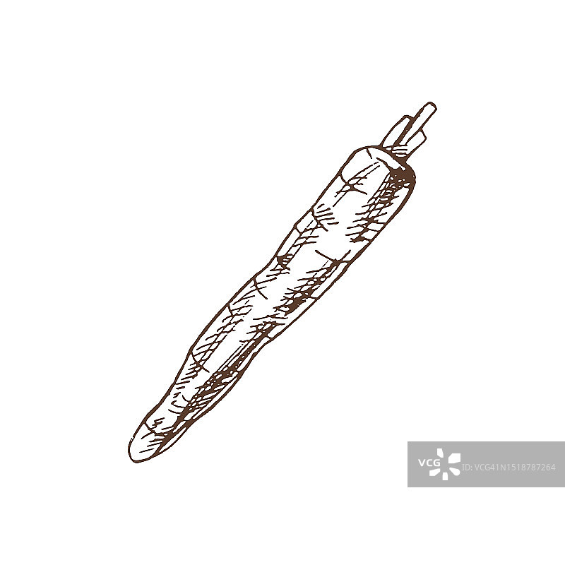 有机食品手绘矢量素描：胡萝卜装饰菜单标签雕刻插图图片素材