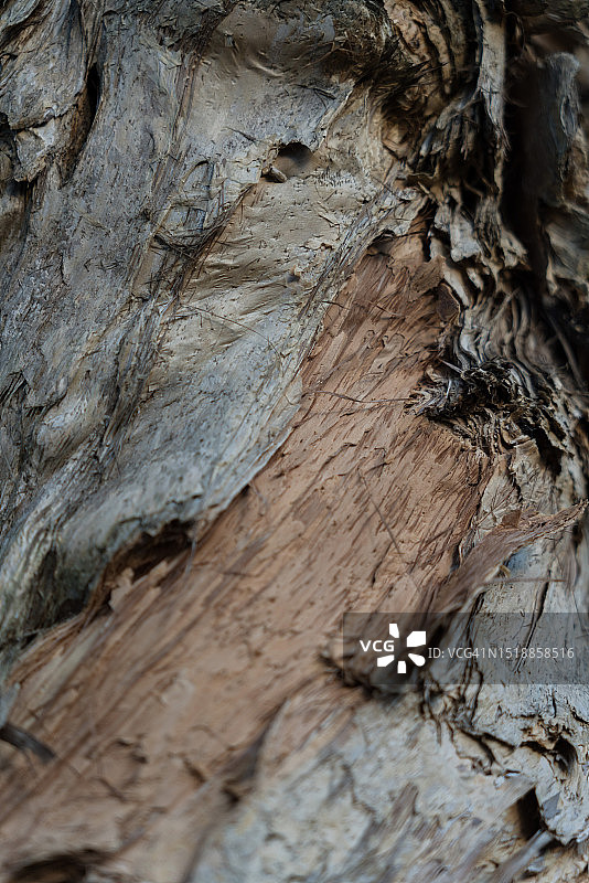 白千层树皮特写图片素材