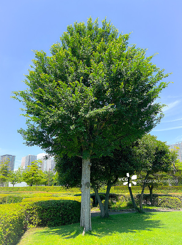 日本榆树图片素材