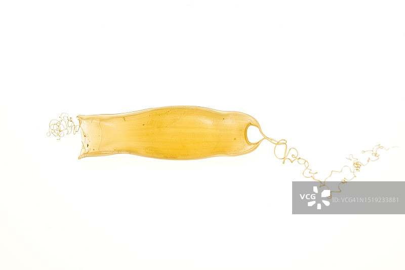 黄色美人鱼钱包图片素材