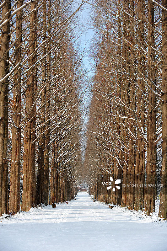 全罗南道罗州市全罗南道森林资源研究所图片素材