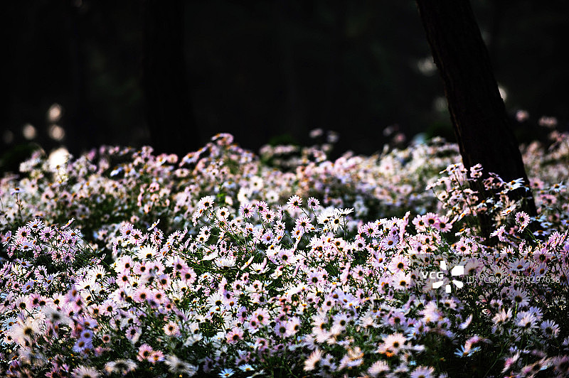 全罗北道井邑市九折草图片素材