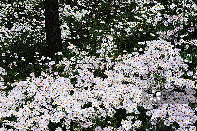 全罗北道井邑市九折草图片素材