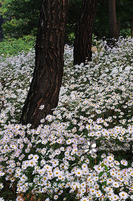 全罗北道井邑市九折草图片素材