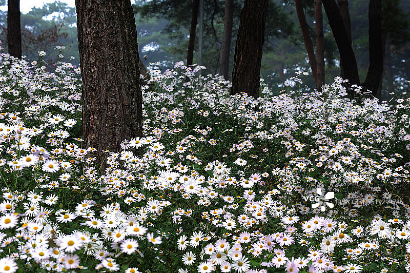 全罗北道井邑市九折草图片素材