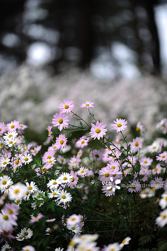 全罗北道井邑市九折草图片素材