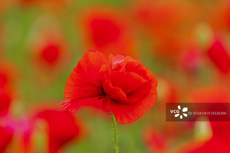 罂粟花田图片素材