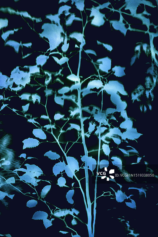 树枝与树叶图片素材