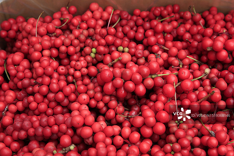 五味子图片素材