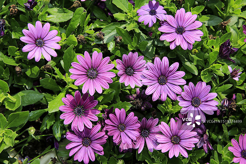 非洲万寿菊图片素材