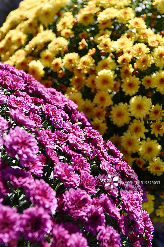 光州广域市菊花图片素材