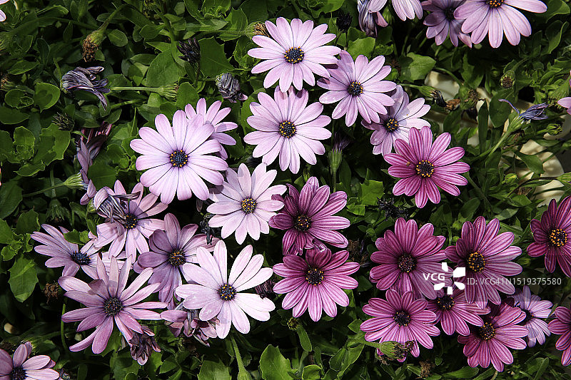 非洲万寿菊图片素材