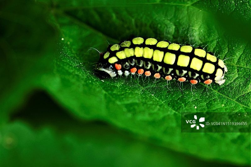 白色带蛾（幼虫）图片素材