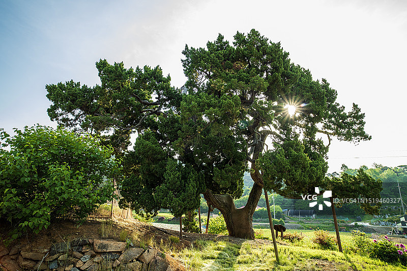 瑞山市的冈古里桧树，忠清南道图片素材