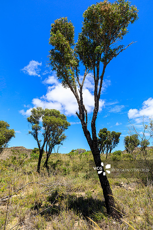 马达加斯加伊萨卢国家公园风光图片素材
