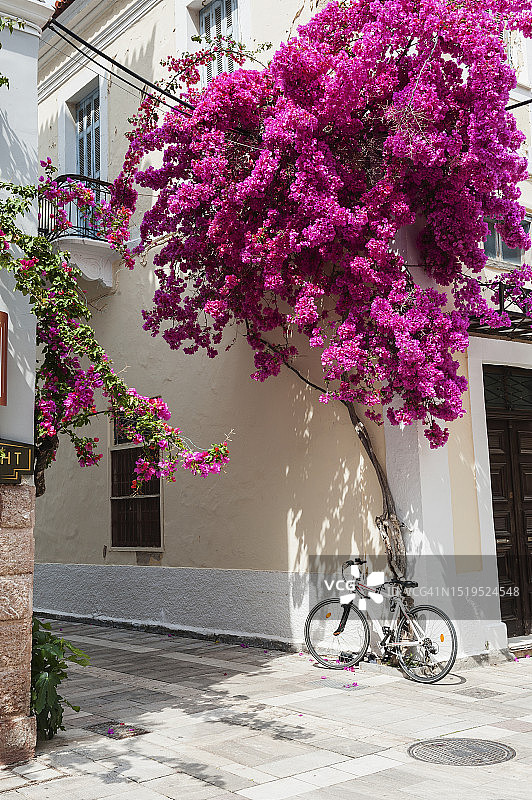 小巷中的三角梅图片素材