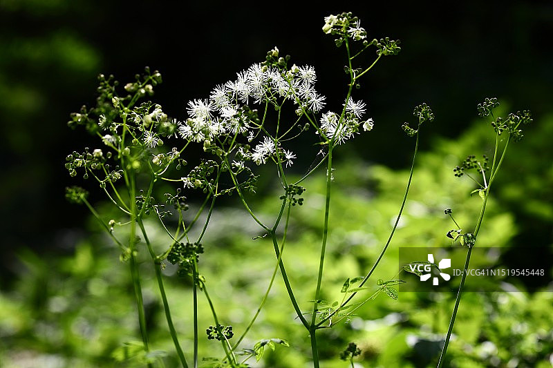 西伯利亚鸢尾花图片素材