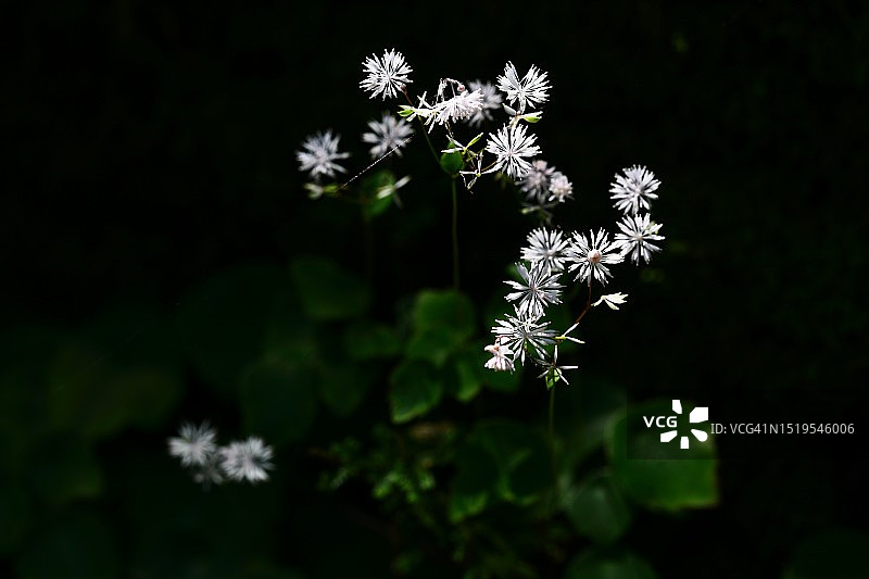 西伯利亚鸢尾花图片素材