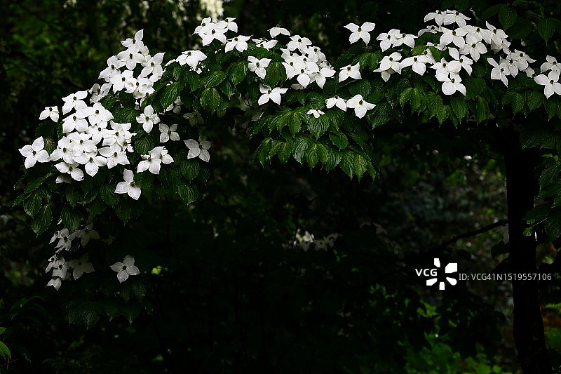 山茱萸图片素材