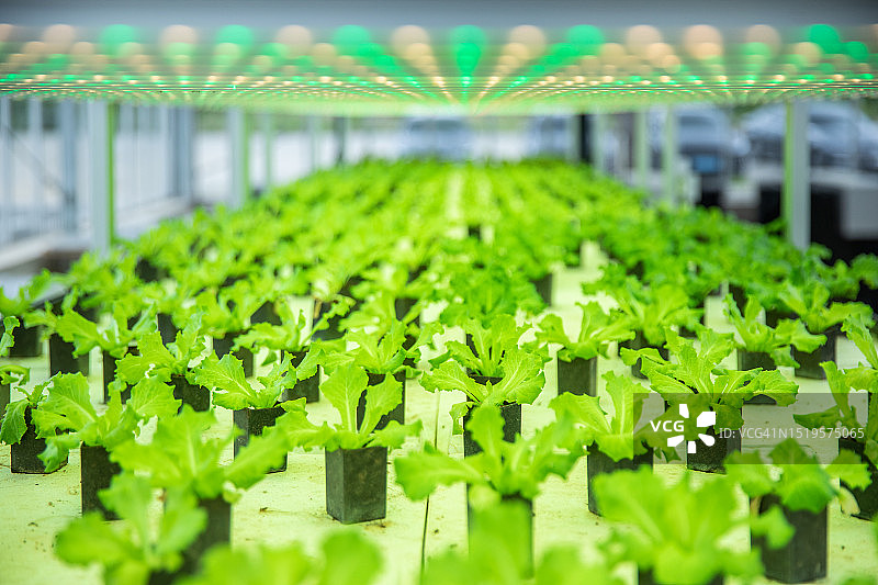 有机蔬菜图片素材