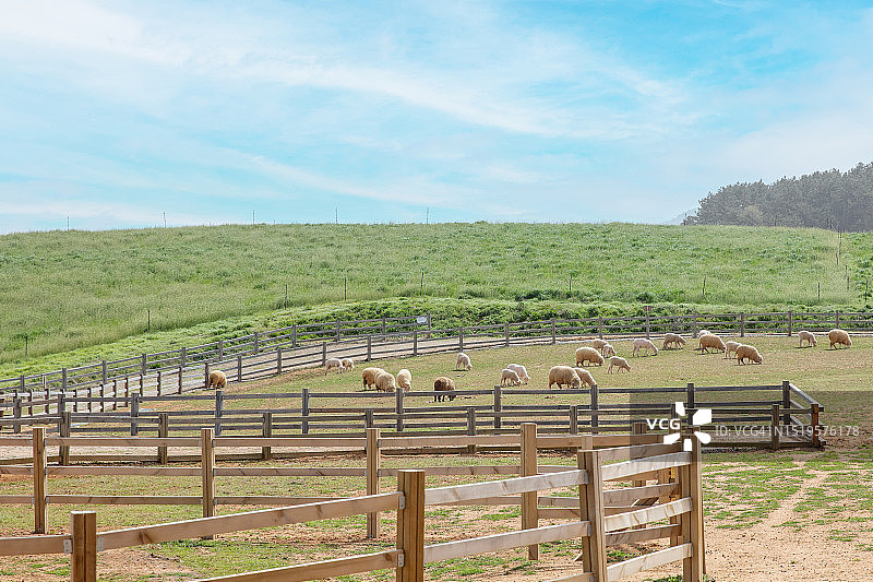养羊场图片素材
