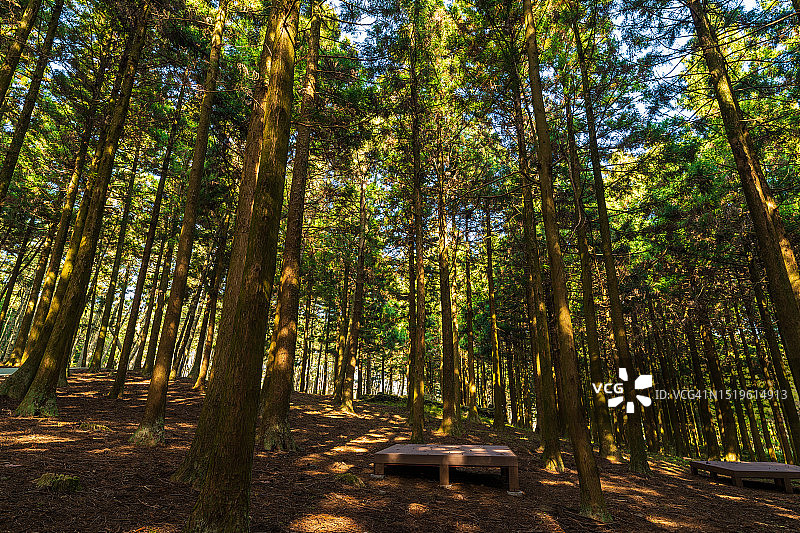 济州岛济州市绝勿自然休养林雪松林图片素材