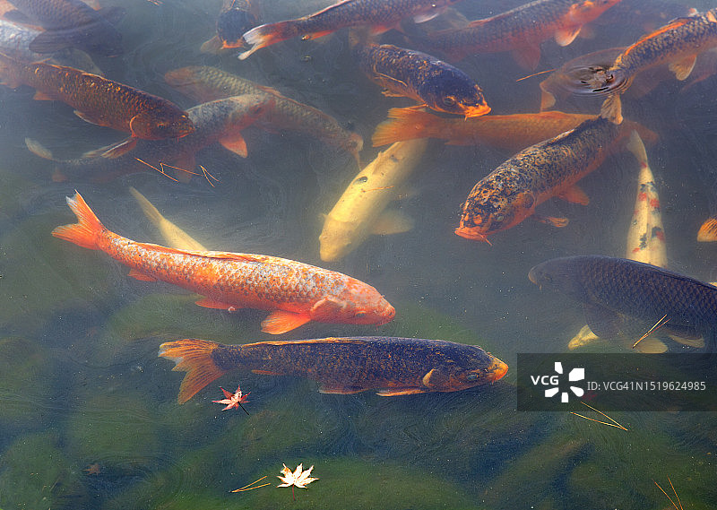 池塘里的鲤鱼图片素材