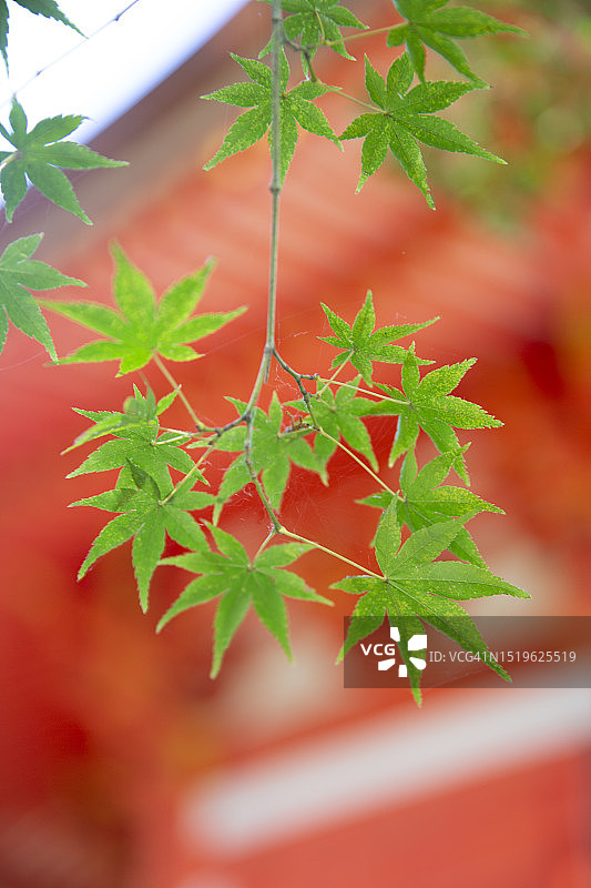 日本枫树叶图片素材