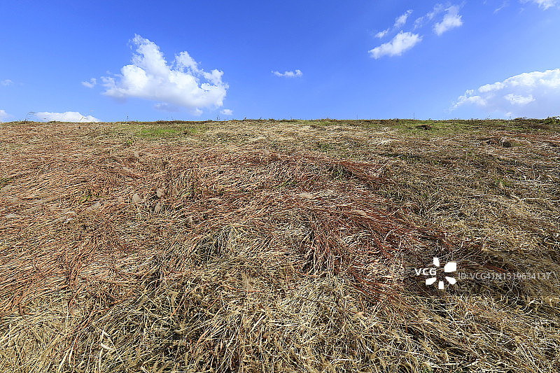 秋季田野银色茅草地图片素材