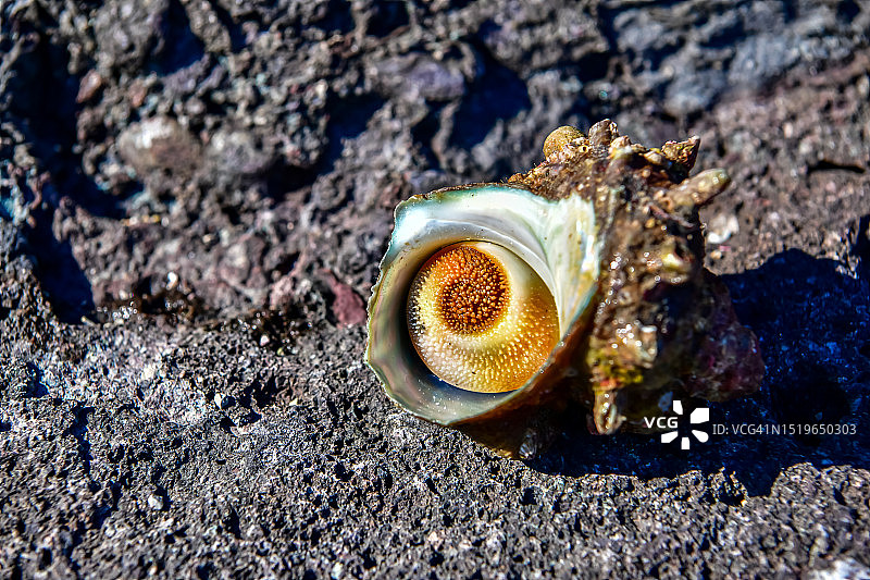 大海，海边岩石，海螺图片素材