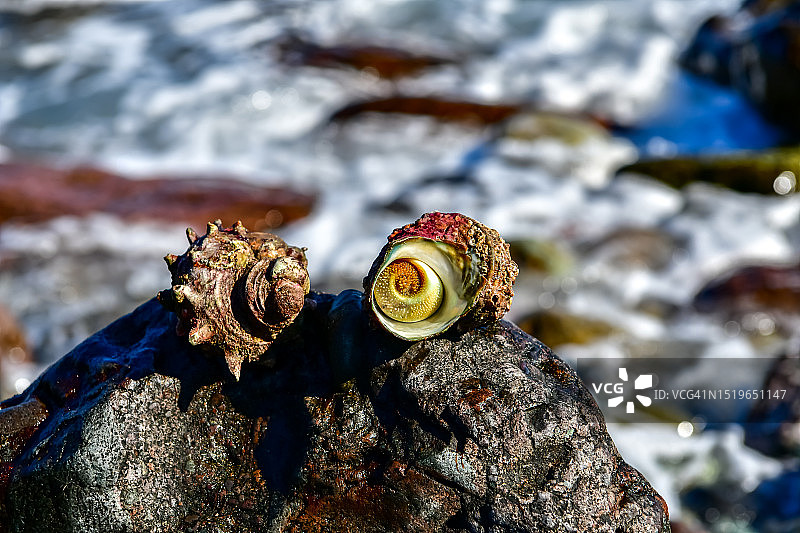 大海，海边岩石，海螺图片素材