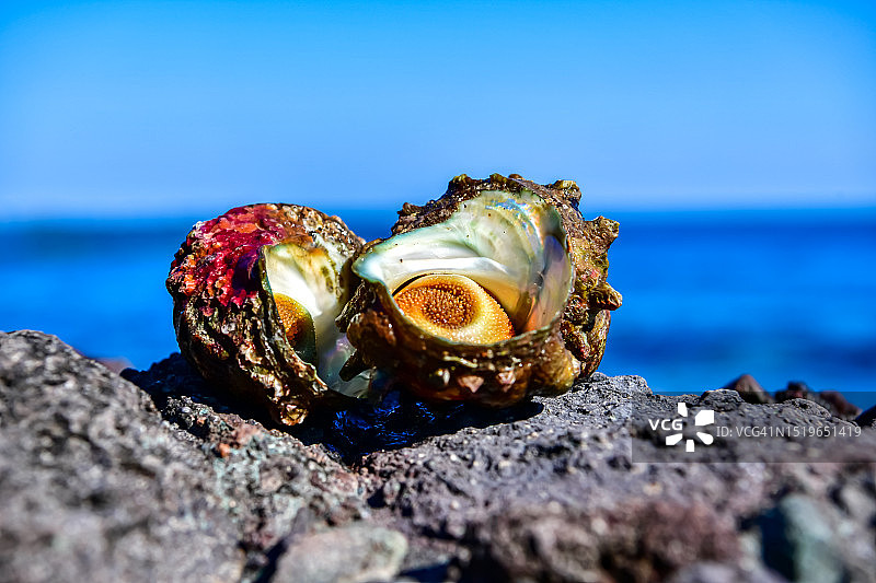 大海，海边岩石，海螺图片素材