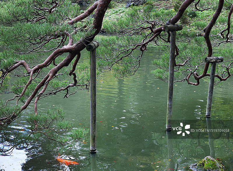 池塘边的树枝图片素材