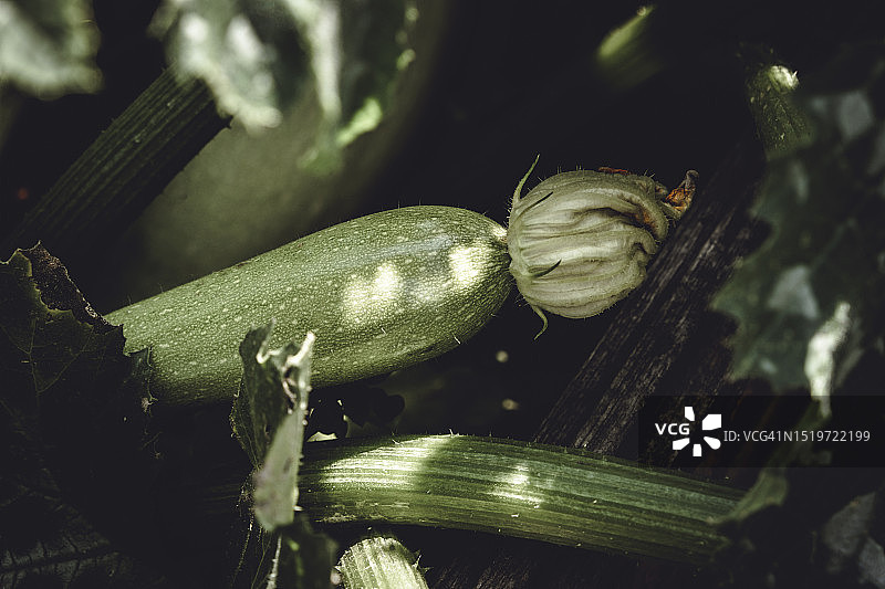 成熟的西葫芦：健康食品的原料图片素材