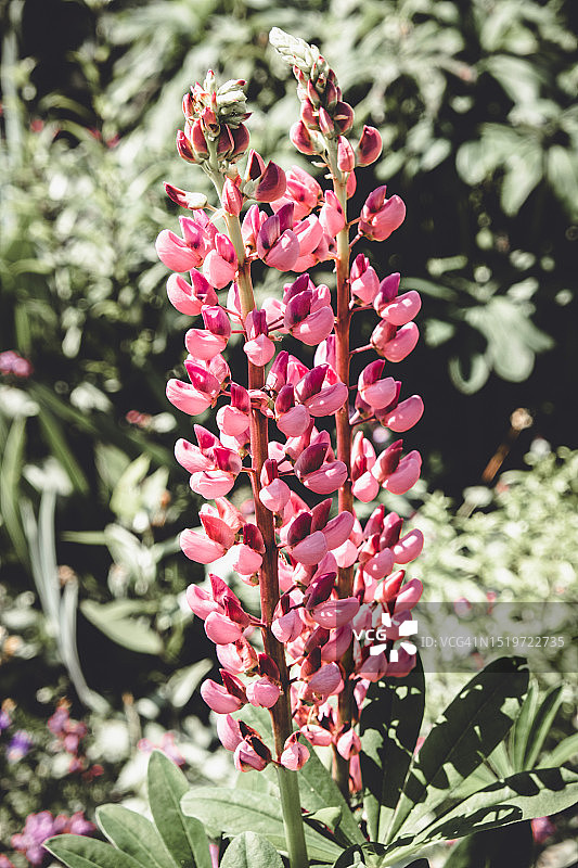 花园里盛开的羽扇豆，夏季自然花园景观图片素材