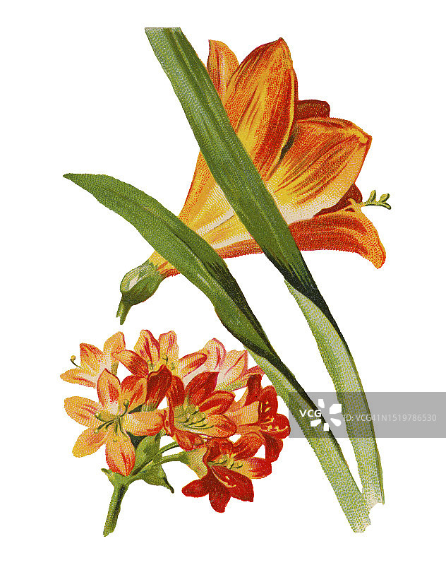 老式彩色石印植物插图：朱顶红图片素材