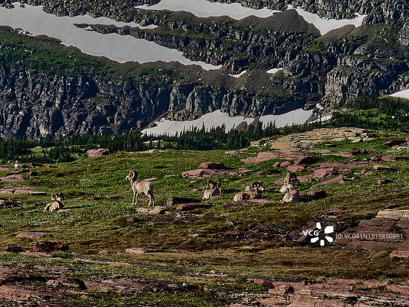 冰川国家公园洛根隘口的大角羊图片素材